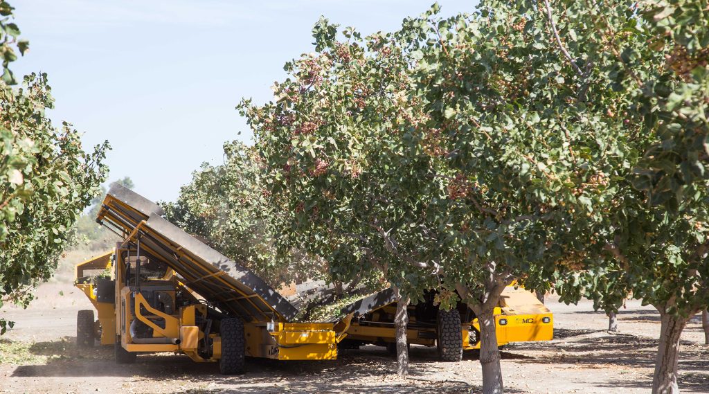 Catchall-X-Pistachios